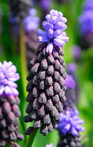 muscari-latifolium