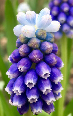 muscari-mount-hood