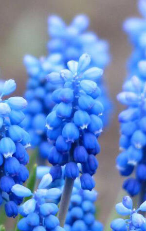 muscari-ocean-magic