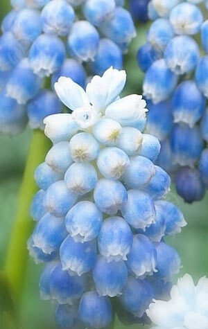 muscari-peppermint