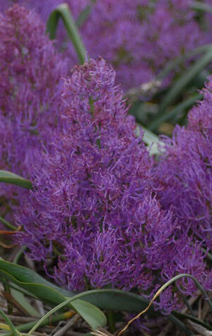 muscari-plumosum