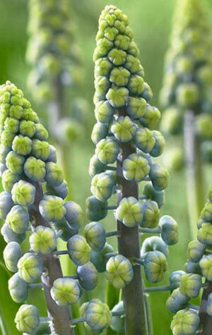 muscari-saffier