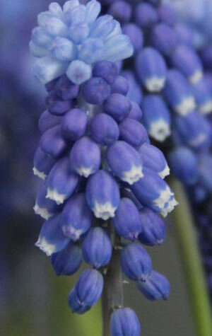 muscari-superstar