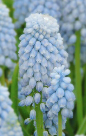 muscari-valerie-finnis
