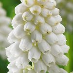 muscari-white-magic