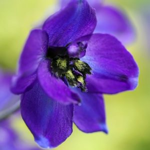 Дельфініум Блек Найт (кореневища)