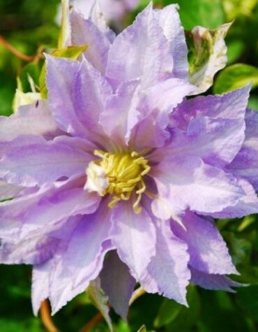 klematis-dancing-king