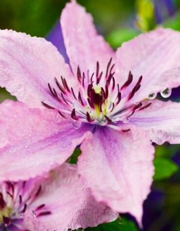 klematis-hagley-hybrids