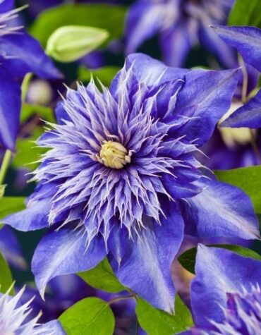 klematis-multi-blue