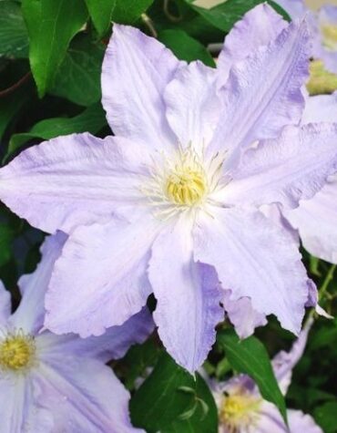 klematis-spotlight-