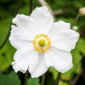 Анемона Хонорайн Джоберт (кореневища)