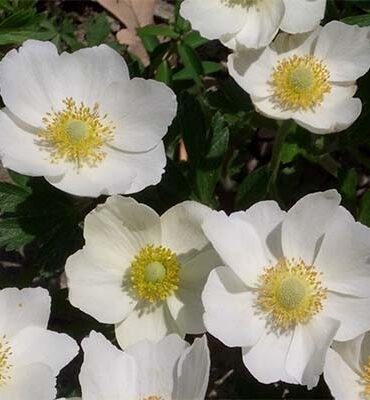 anemone-snow-white-2