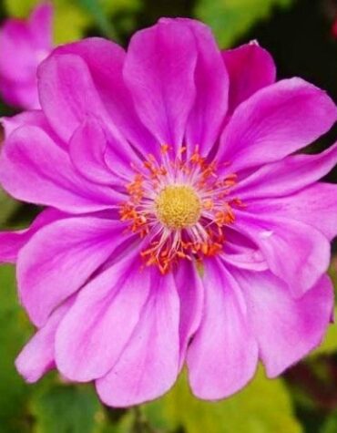 anemone_rotkaeppchen_-1_1