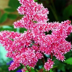Астильба Бонн (корневища)