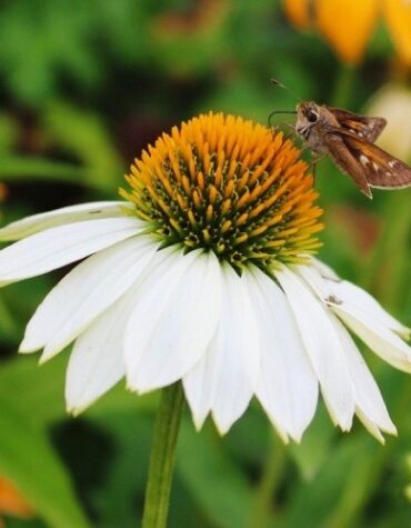 echinacea_powwow_white_1024x1024
