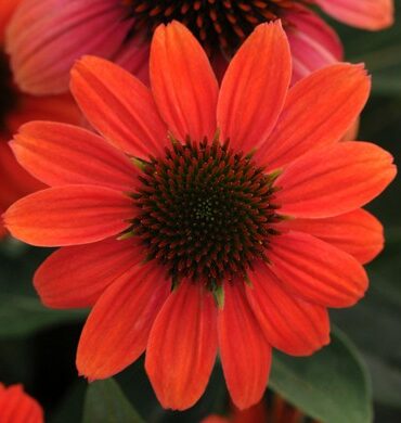 echinacea_sombrero_hot_coral_
