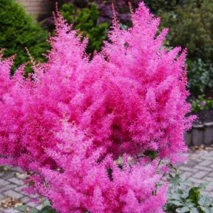 Астильба Глория (корневища)