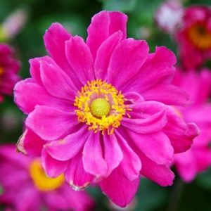 Анемона Паміна (кореневища)