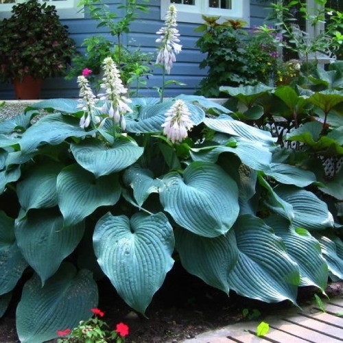 hosta-big-daddy