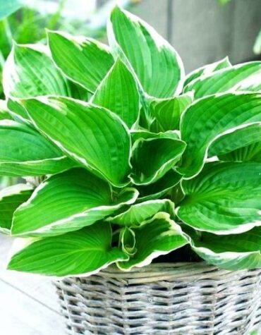 hosta-francee