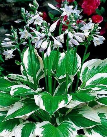 hosta-patriot