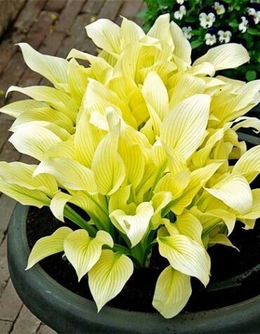 hosta-white-feather