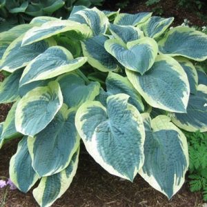 hosta-american-halo