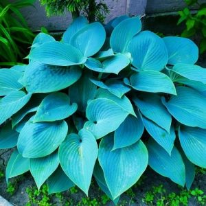 hosta-blue-angel