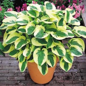 hosta-brim-cup-