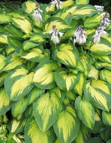 hosta-pauls-glory
