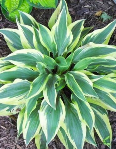 hosta-wolverine-