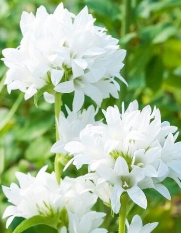 kampanula-glomerata-alba