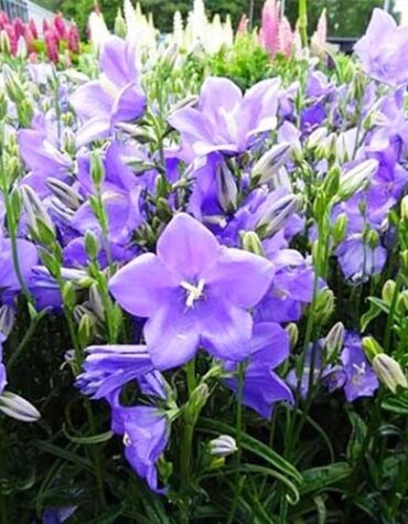 kampanula-takion-blue