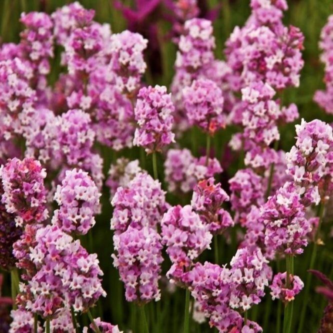 lavanda-rosea-pink