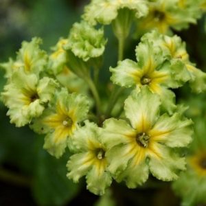 Примула Франческа (корневища)
