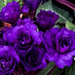 Примула Стронг Бир (корневища)