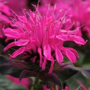 monarda-balmy-rose