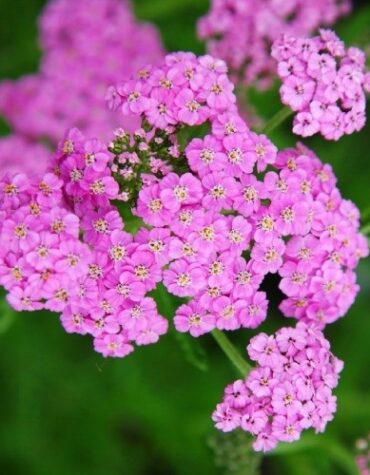 Тысячелистник Лайлэк Бьюти (Lilac Beauty)