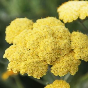 Деревій Муншайн (кореневища)