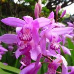 Блетилла Пинк (Pink)