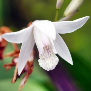 Блетилла Стриата Альба (корневища)
