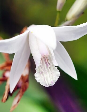 Блетилла Стриата Альба (Striata Alba)