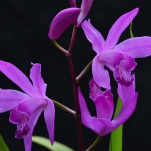 Блетилла Стриата Габби (корневища)