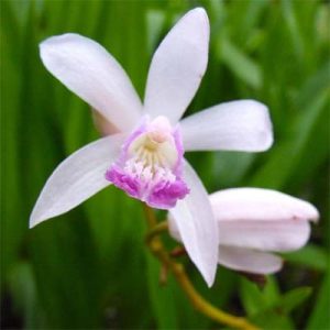 Блетилла Стриата Кучибени (корневища)