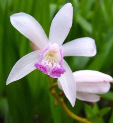 Блетилла Стриата Кучибени (Striata Kuchibeni)