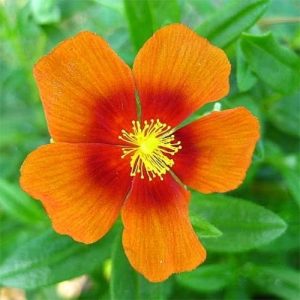 Гелиантемум Бэн Хэкла (корневища)