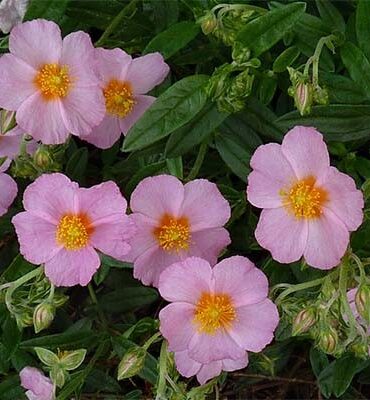Гелиантемум Лоуренсонс Пинк (Lawrenson's Pink)