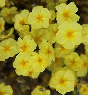 Гелиантемум Уисли Примроуз (Wisley Primrose)
