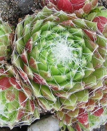 Каменная роза Томентосум (Tomentosum)