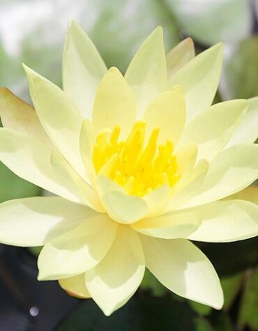 Кувшинка Сульфуреа (Sulphurea)